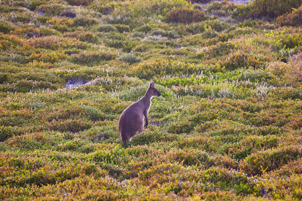 Island Retreat – Southern Ocean Lodge | 2pp from Adelaide | Flinders Suite (2 nights)